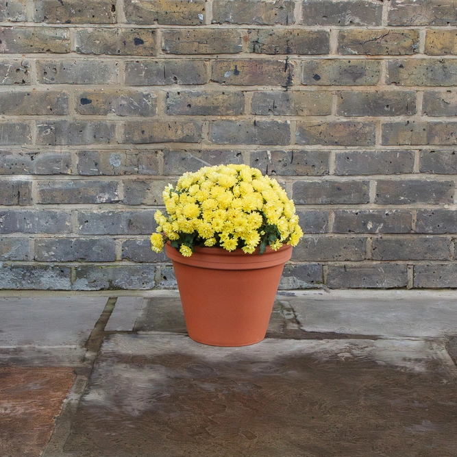 Standard Terracotta Pot (D31cm) Garden Planter - image 5