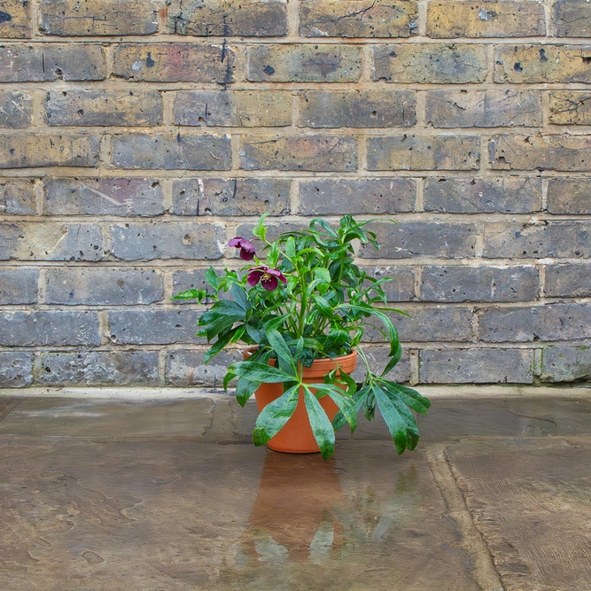 Standard Terracotta Pot Size 17cm Garden Planter - image 5