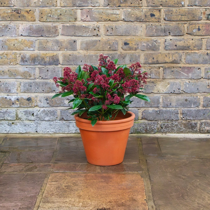 Standard Terracotta Pot Size 27cm Garden Planter - image 5