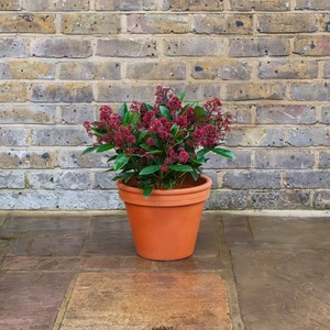 Standard Terracotta Pot Size 27cm Garden Planter - image 5