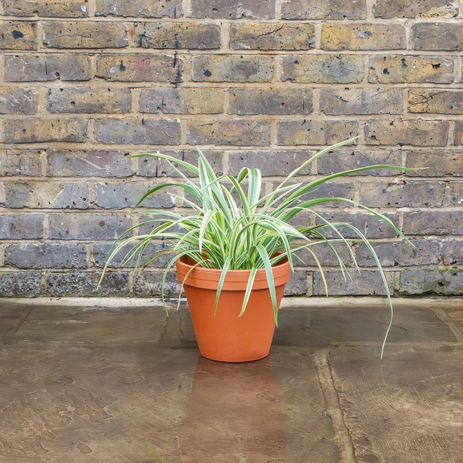 Standard Terracotta Pot Size 25cm Garden Planter - image 5
