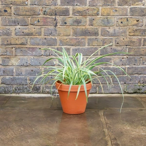Standard Terracotta Pot Size 25cm Garden Planter - image 5