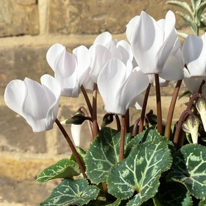Stanhope White Winter Planter (20cm) - image 5