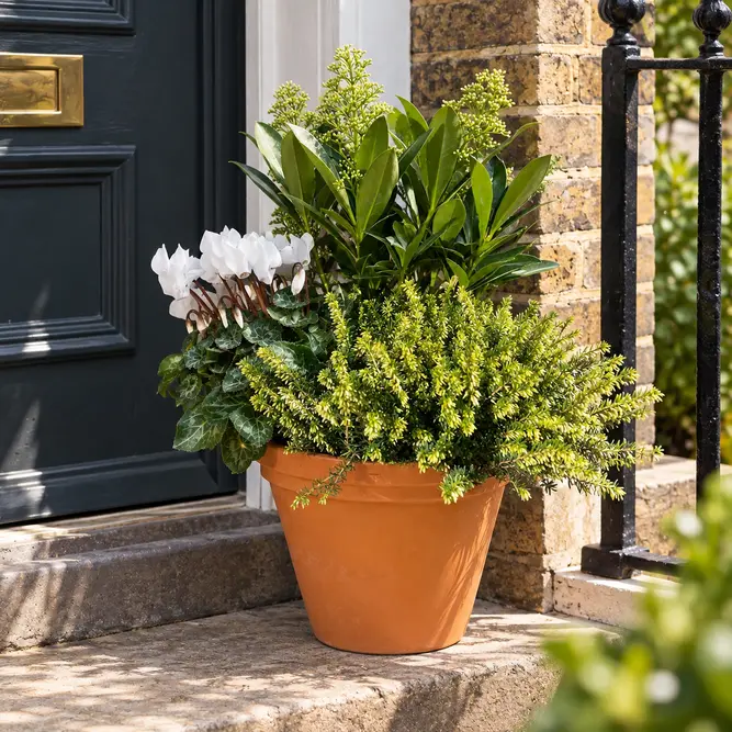 Stanhope White Winter Planter (20cm) - image 1