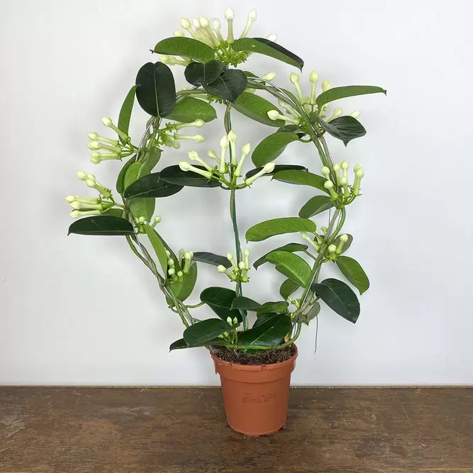 Stephanotis floribunda (Pot Size 12cm) Madagascar Jasmine - image 1