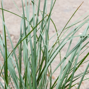 Stipa gigantea (17cm) Golden Oats - image 2