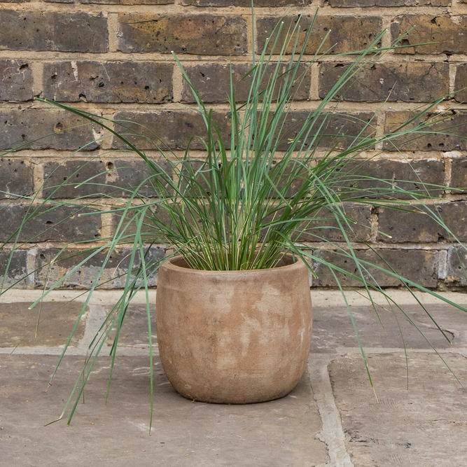 Stipa gigantea (17cm) Golden Oats - image 3