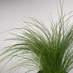 Stipa tenuissima (Pot Size 17cm) Mexican Feather Grass - image 3