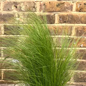Stipa tenuissima (Pot Size 2L) Mexican Feather Grass - image 2