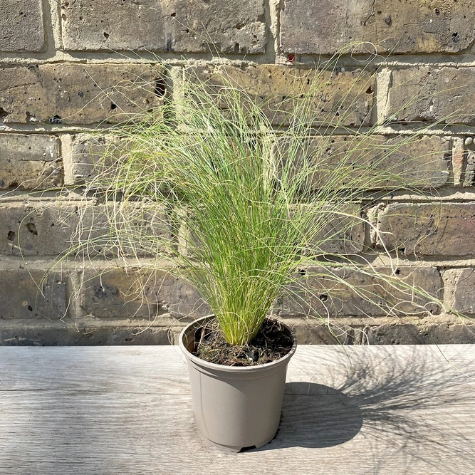 Stipa tenuissima (Pot Size 11cm) - Mexican Feather Grass