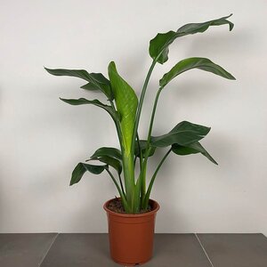 Strelitzia nicolai (Pot Size 21cm) White bird of paradise - image 2