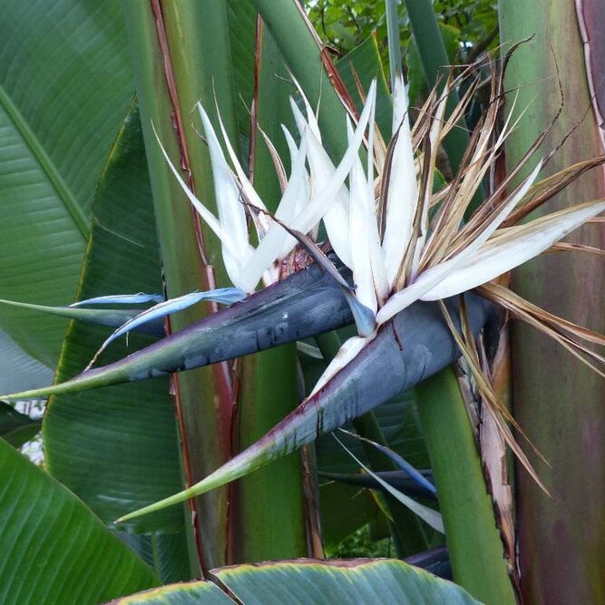 Strelitzia nicolai (Pot Size 21cm) White Bird of Paradise alt - image 3