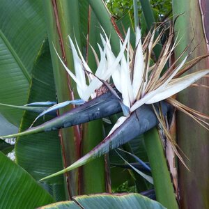 Strelitzia nicolai (Pot Size 21cm) White Bird of Paradise alt - image 3