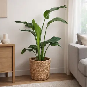 Strelitzia nicolai (Pot Size 24cm) White bird of paradise - image 1