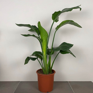 Strelitzia nicolai (Pot Size 27cm) White bird of paradise - image 1