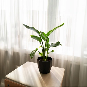 Strelitzia Reginae (Pot Size 12cm) Bird of Paradise - image 1