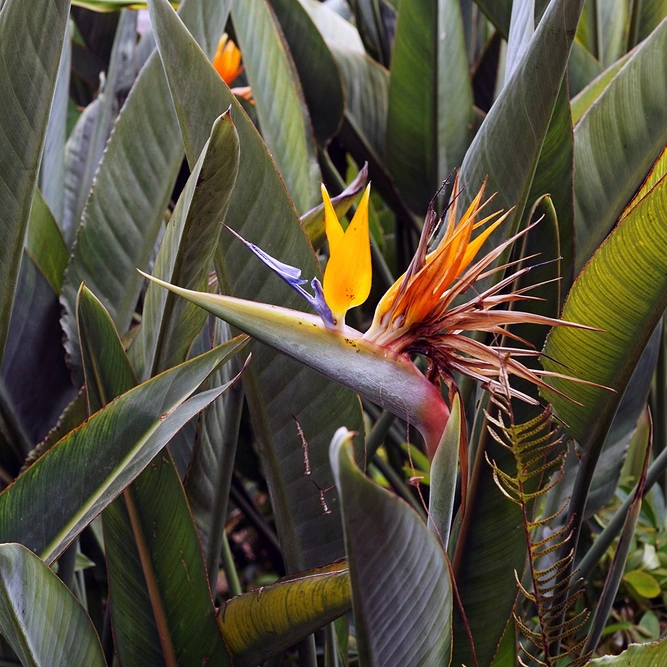 Strelitzia Reginae (Pot Size 12cm) Bird of Paradise - image 2