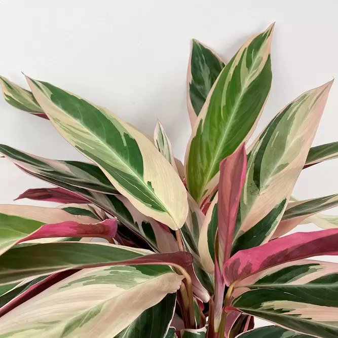 Stromanthe sanguinea 'Triostar' (Pot Size 14cm)  Calathea 'Triostar' - image 2