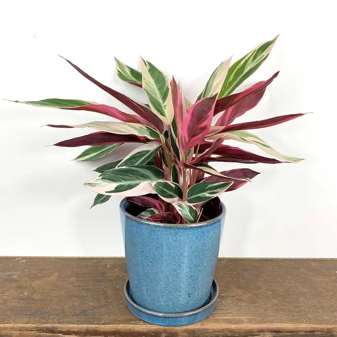 Stromanthe sanguinea 'Triostar' (Pot Size 14cm)  Calathea 'Triostar' - image 1