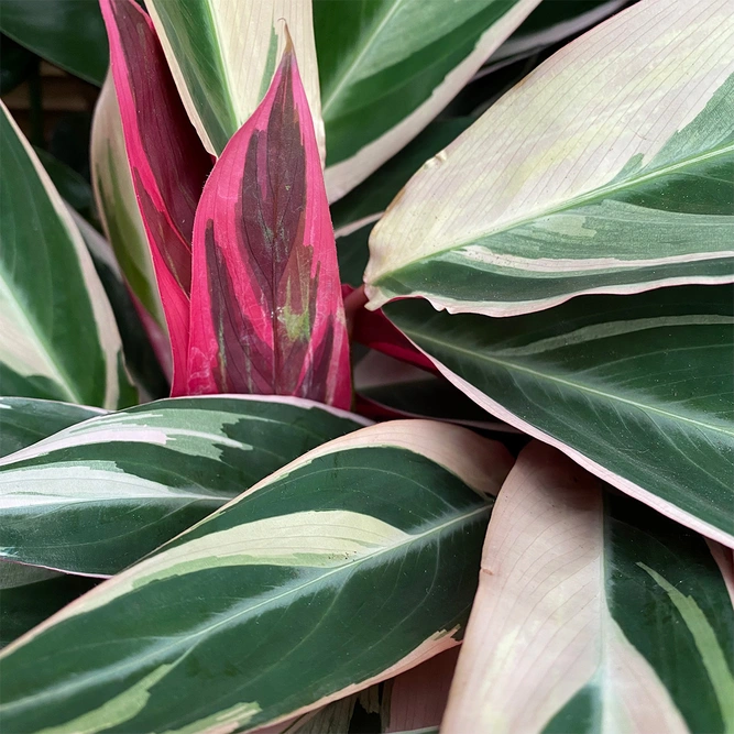 Stromanthe sanguinea 'Triostar' (Pot Size 14cm)  Calathea 'Triostar' - image 4