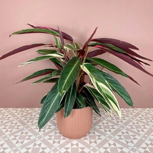 Stromanthe sanguinea 'Triostar' (Pot Size 19cm) Calathea Triostar - image 1