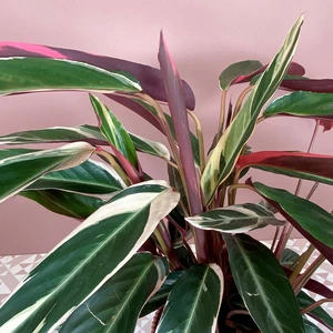 Stromanthe sanguinea 'Triostar' (Pot Size 19cm) Calathea Triostar - image 2