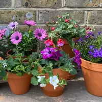 Summer Plants