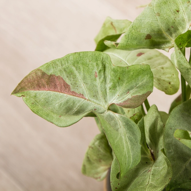 Syngonium podophyllum 'Milk Confetti' - Arrowhead Plant