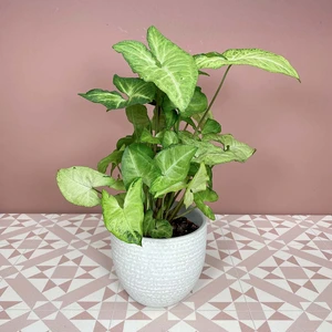 Syngonium podophyllum 'White Butterfly' (Pot Size 12cm) White Butterfly Arrowhead - image 1