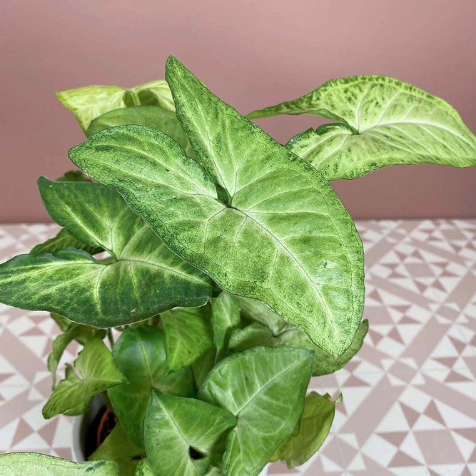 Syngonium podophyllum 'White Butterfly' (Pot Size 12cm) White Butterfly Arrowhead - image 2