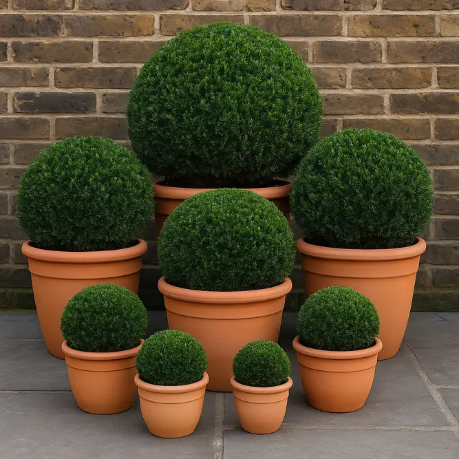 Taxus Baccata Ball (Ball Sizes 50-55cm) Yew Balls - image 1