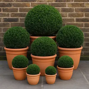 Taxus Baccata Ball (Ball Sizes 50-55cm) Yew Balls - image 1