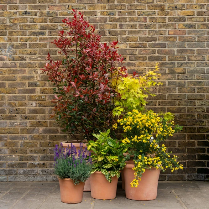 Terracotta Cortona Planter (D33xH27cm) Handmade Outdoor Pot - image 3