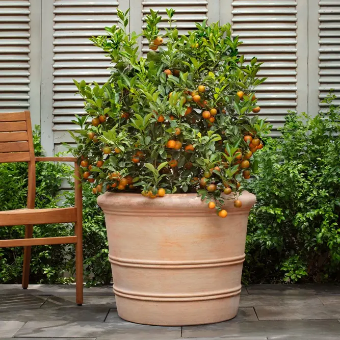 Terracotta Orangerie Pot (D62x62x51cm) Handmade Outdoor Planter