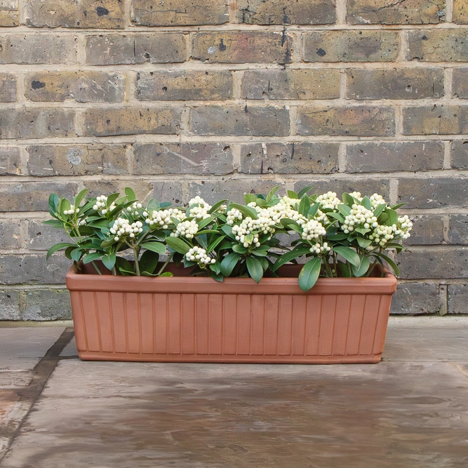 Terracotta Venetian Window Box D62cm x H17cm x W20cm - image 4