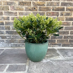 The Aqua Finchy Festive Planter - image 1