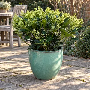The Aqua Finchy Festive Planter