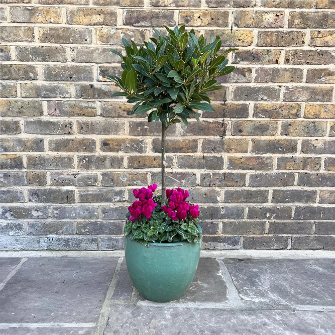 The Aqua Lollipop Bay Planter - Purple Cyclamen - image 1