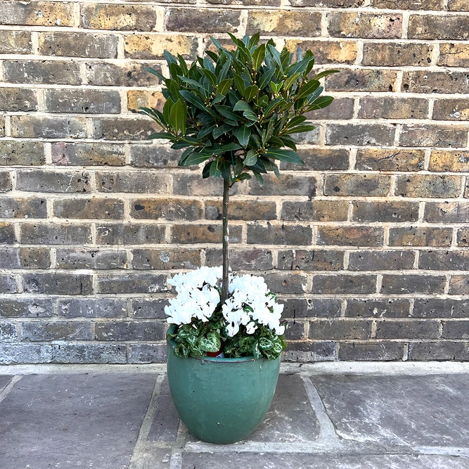 The Aqua Lollipop Bay Planter - White Cyclamen - image 1