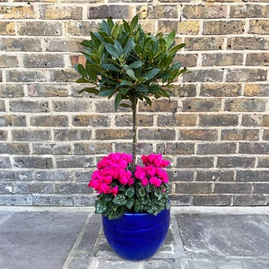 The Aqua Lollipop Planter - Pink Cyclamen - image 1