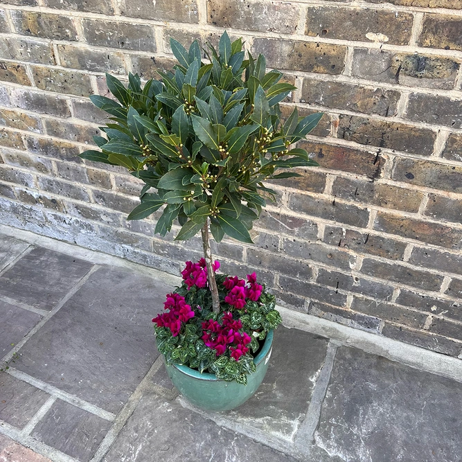 The Aqua Lollipop Planter - Purple Cyclamen - image 2