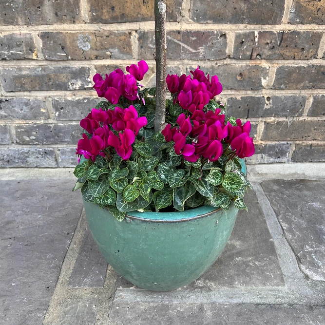 The Aqua Lollipop Planter - Purple Cyclamen - image 3