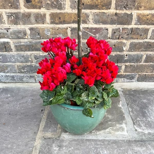 The Aqua Lollipop Planter - Red Cyclamen - image 3