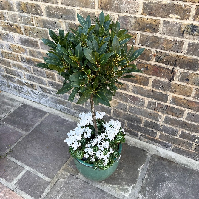 The Aqua Lollipop Planter - White Cyclamen - image 2