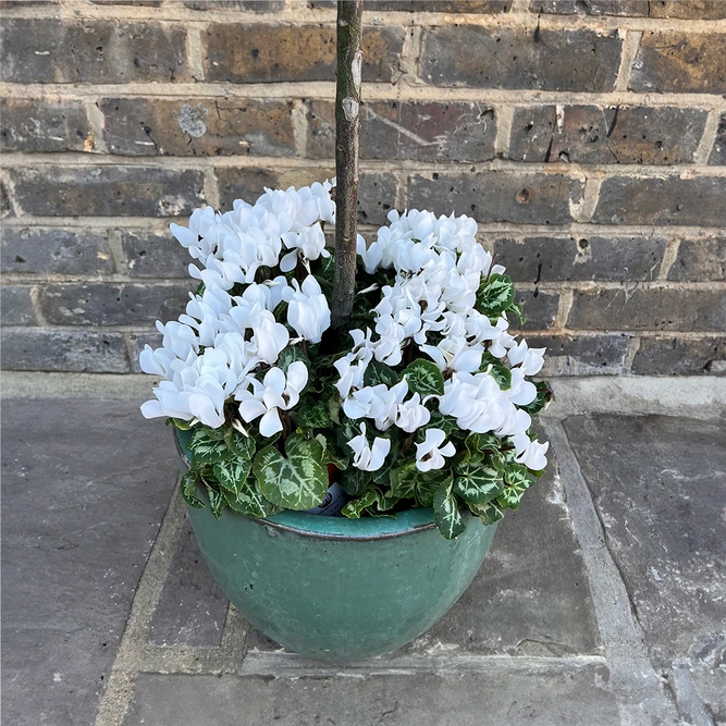 The Aqua Lollipop Planter - White Cyclamen - image 3