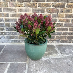 The Aqua Rubella Festive Planter - image 1