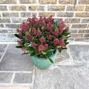 The Aqua Rubella Festive Planter - image 2