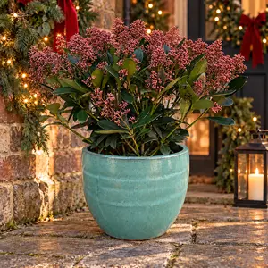 The Aqua Rubella Festive Planter