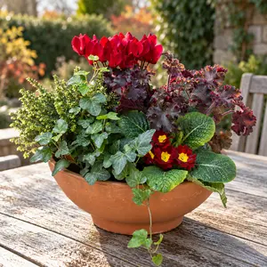 The Bedford Bowl (32cm) Ready-Planted Terracotta Bowl Planter - image 1