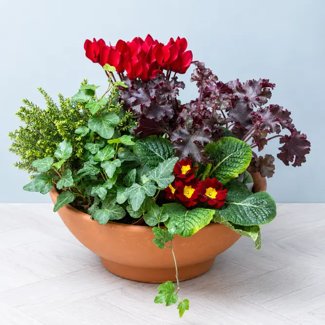 The Bedford Bowl (32cm) Ready-Planted Terracotta Bowl Planter - image 2